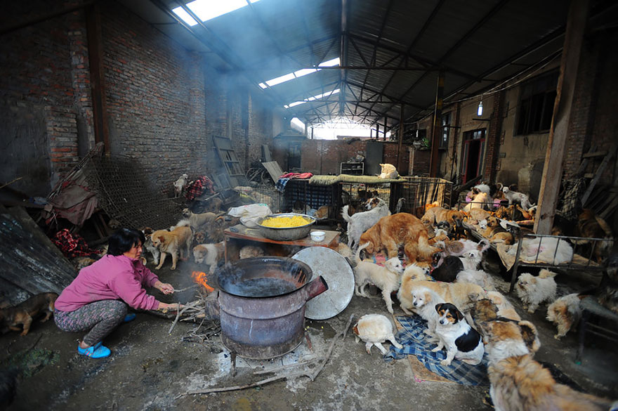 perros-rescatados-festival-yulin-china (8)
