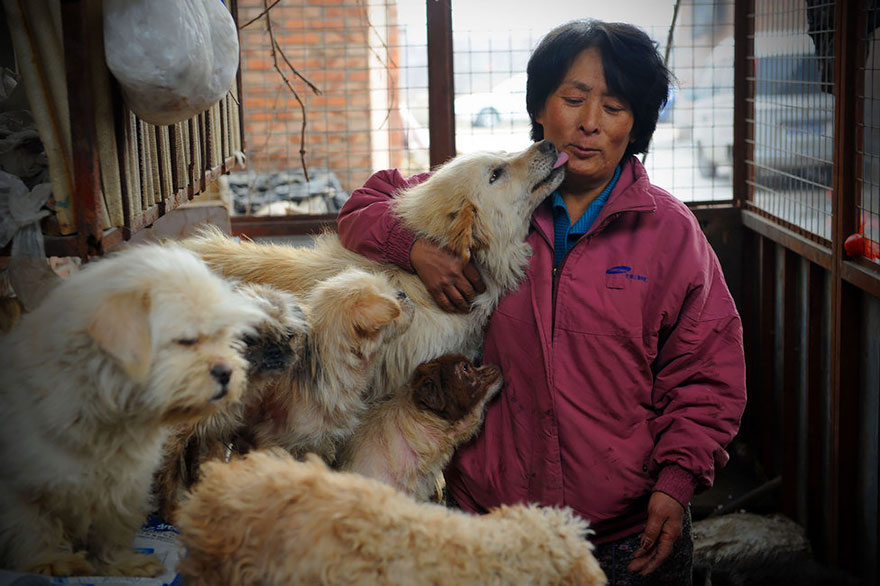 perros-rescatados-festival-yulin-china (9)