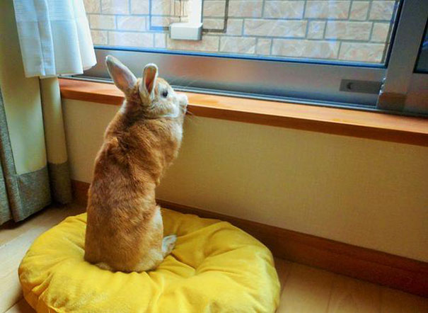 Este conejo entiende los problemas de la gente bajita