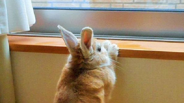 Este conejo entiende los problemas de la gente bajita