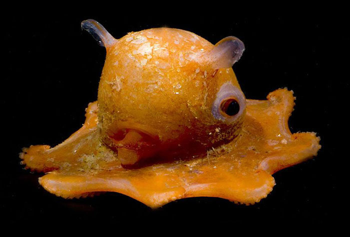 Este pulpo es tan adorable que los científicos piensan nombrarlo "Adorabilis"