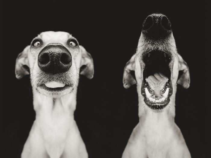 Expresivos retratos de perros, por la fotógrafa Elke Vogelsang