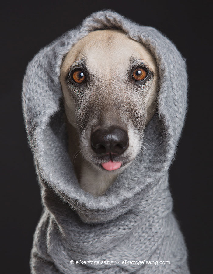Expresivos retratos de perros, por la fotógrafa Elke Vogelsang