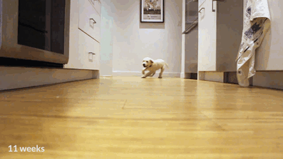 Estos cachorros corren a por su cena en un vídeo secuencial de 9 meses