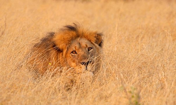 Justicia Por La Muerte De Cecil, El LeÓn Mas Querido De África