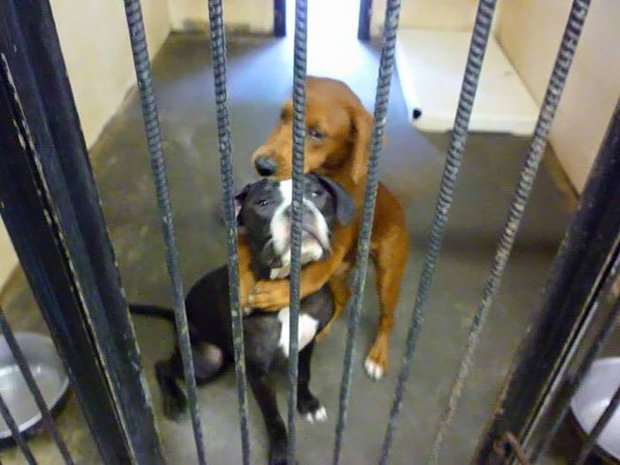 El abrazo de estos 2 perros poco antes de ser sacrificados salvó sus vidas