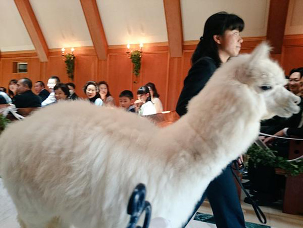 Este salón de bodas en Japón alquila alpacas para hacer de testigos en las bodas