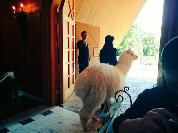 Este salón de bodas en Japón alquila alpacas para hacer de testigos en las bodas