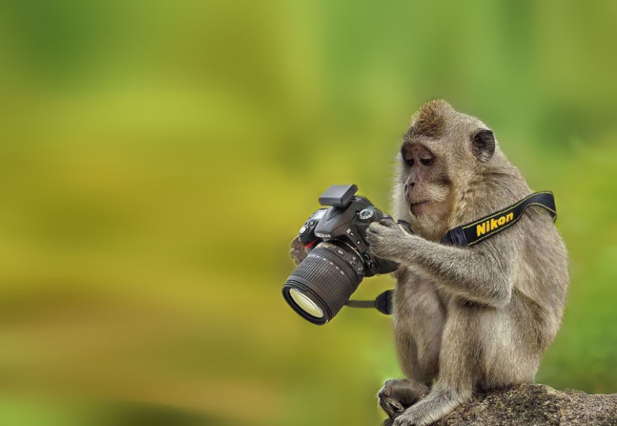 25 Animales encantadores que quieren ser fotógrafos