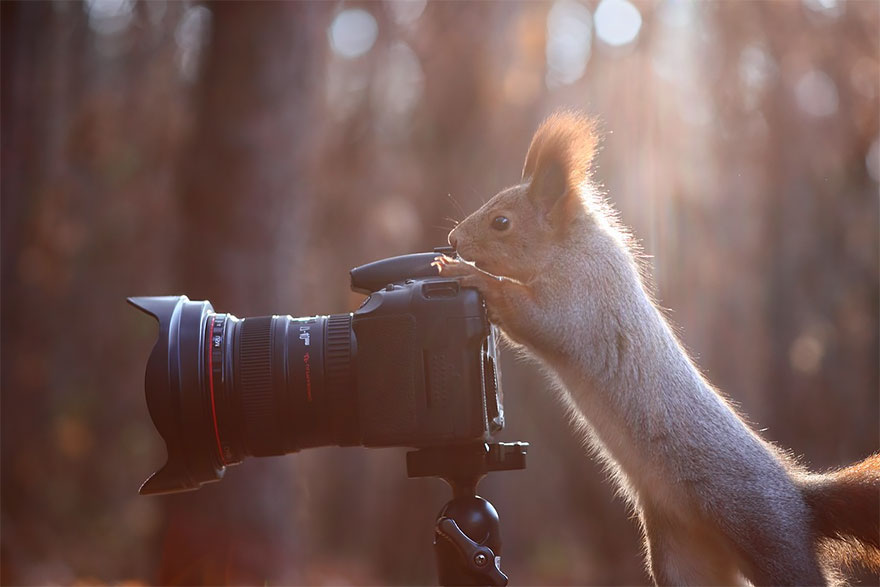 25 Animales encantadores que quieren ser fotógrafos