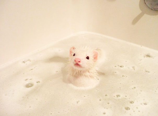 16 Animales disfrutando de lo lindo mientras se bañan