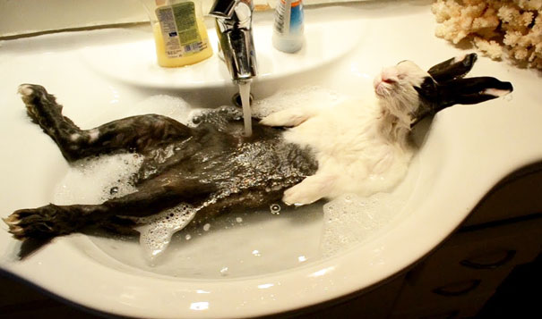16 Animales disfrutando de lo lindo mientras se bañan