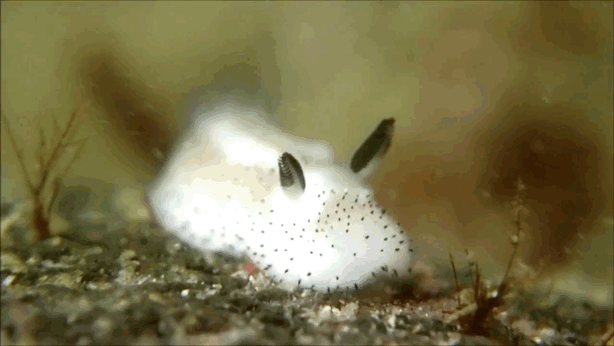Conejitos de mar: en Japón adoran a estas esponjosas babosas marinas