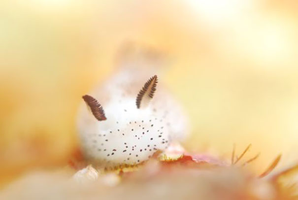 Conejitos de mar: en Japón adoran a estas esponjosas babosas marinas