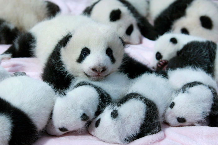 Existe una "guardería" para pandas y es un lugar adorable