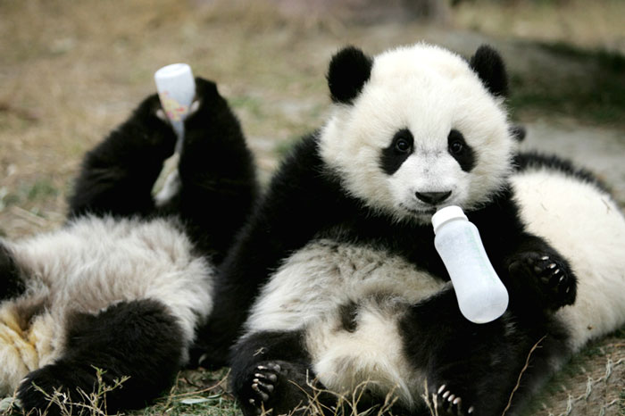 Existe una "guardería" para pandas y es un lugar adorable