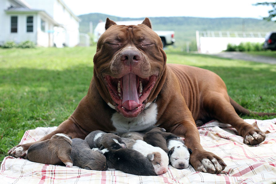 Hulk, el pitbull más grande del mundo, es padre de 8 cachorros que valen medio millón de dólares