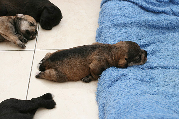 20 Cachorritos capaces de dormirse en cualquier sitio