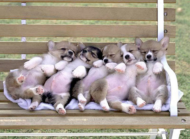 20 Cachorritos capaces de dormirse en cualquier sitio