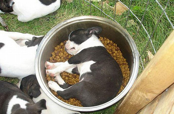 cachorros-perro-durmiendo (6)