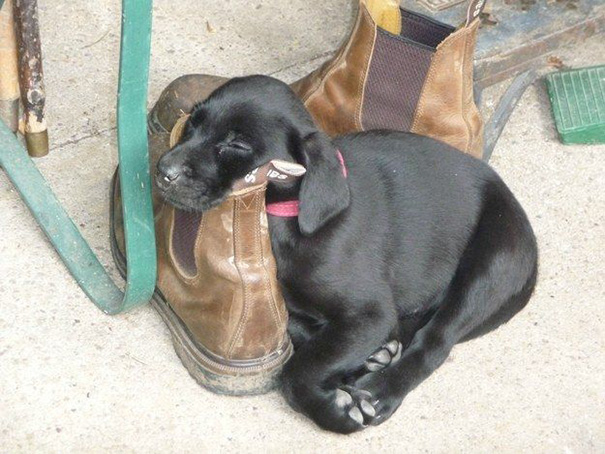 cachorros-perro-durmiendo (7)