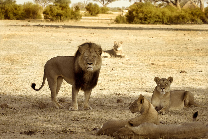 Tras matar a un famoso león, el cazador se ve obligado a cerrar su clínica dental por el odio suscitado en internet