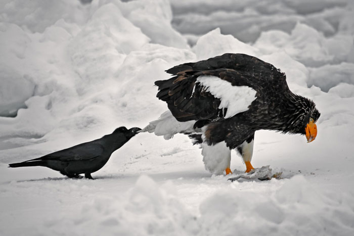 Los cuervos trolean a otros animales tirándoles de la cola