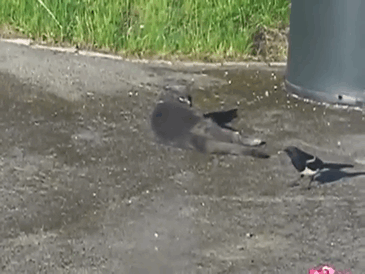 Los cuervos trolean a otros animales tirándoles de la cola