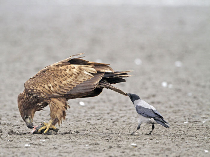 corvidos-troleando-animales-cola (4)