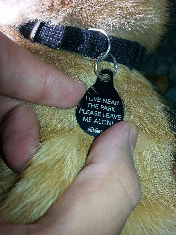 15 Divertidos collares identificativos para mascotas con tendencia a perderse
