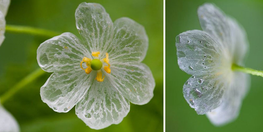 flor-esqueleto-petalos-transparentes-lluvia-diphylleia-grayi (10)