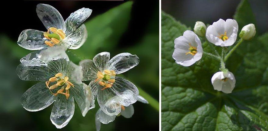 Las llamadas "flores esqueleto" se vuelven transparentes cuando llueve