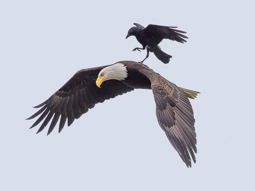 Fotos únicas de un cuervo montando sobre un águila en pleno vuelo