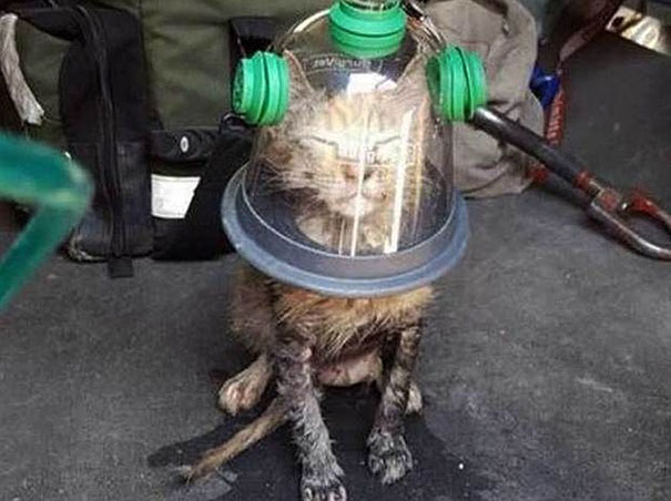 gato-salvado-bomberos-mascara-oxigeno-mascotas (1)