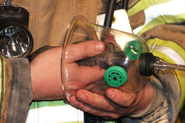 Los bomberos salvan a un gato inconsciente con una máscara de oxígeno especial para mascotas