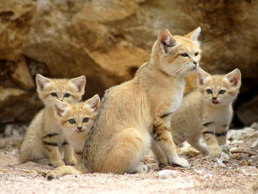 Gatos de las arenas: Tanto crías como adultos tienen aspecto de gatito