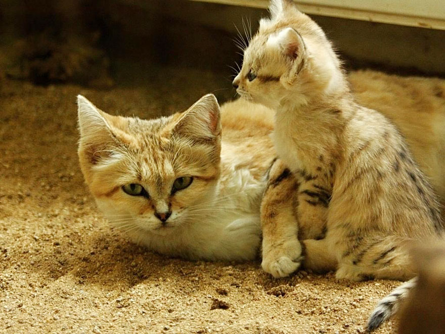 Gatos de las arenas: Tanto crías como adultos tienen aspecto de gatito