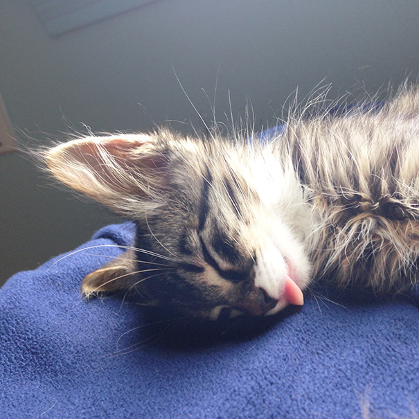 20 Gatitos haciendo lo que mejor saben hacer: dormir