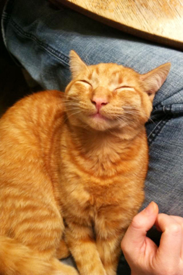 16 De los gatos más sonrientes de internet
