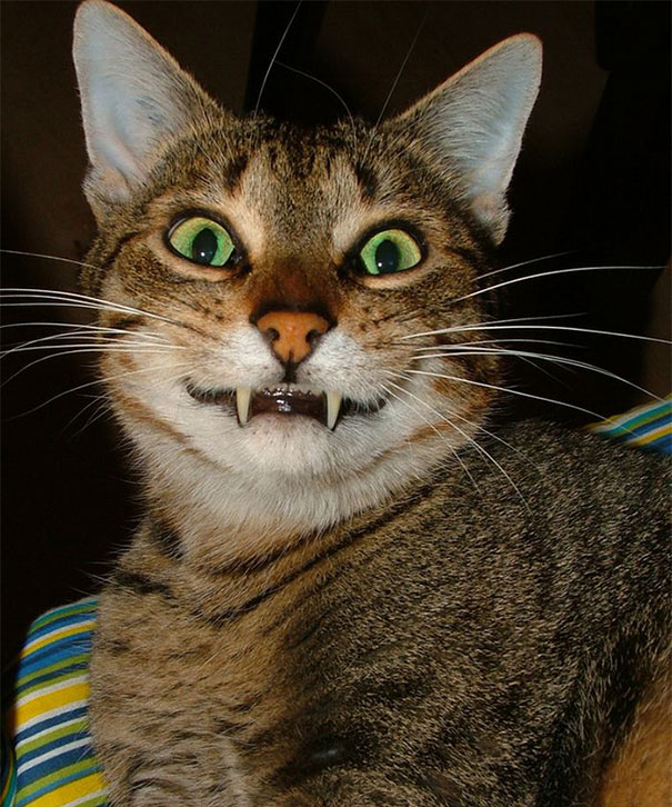 16 De los gatos más sonrientes de internet