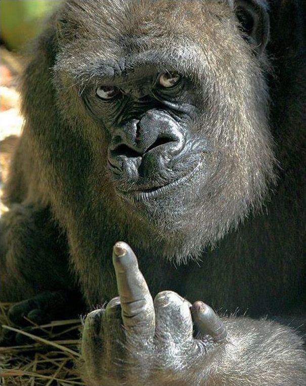 Este gorila les muestra el dedo corazón a los visitantes del zoo que intentaban hacerle fotos