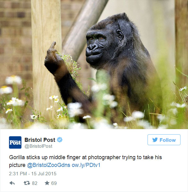 Este gorila les muestra el dedo corazón a los visitantes del zoo que intentaban hacerle fotos
