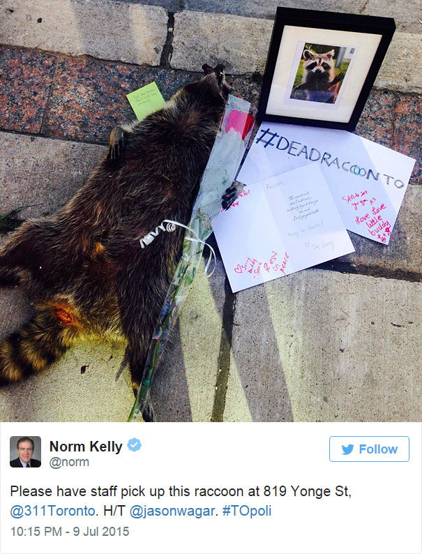 Homenaje en Toronto a un mapache muerto tras olvidar las autoridades recogerlo por más de 12 horas