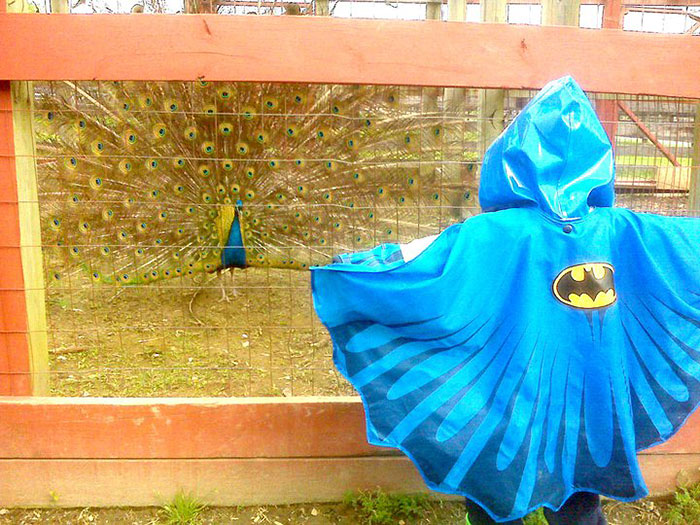 Este niño fue al zoo con su chubasquero de Batman y un pavo real se lo tomó como un desafío