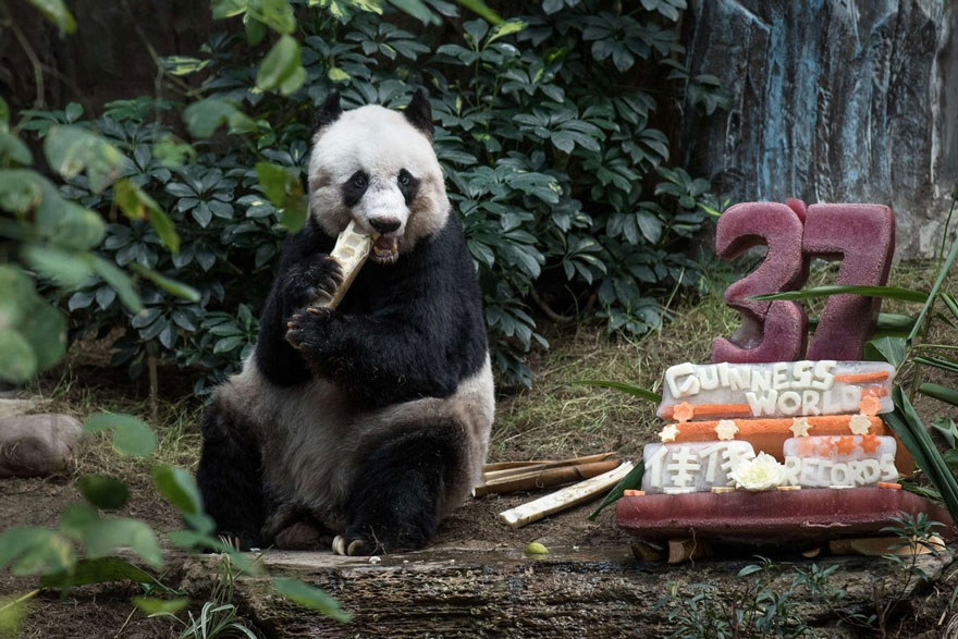 El panda más viejo del mundo cumple 37 años y establece un récord Guinness