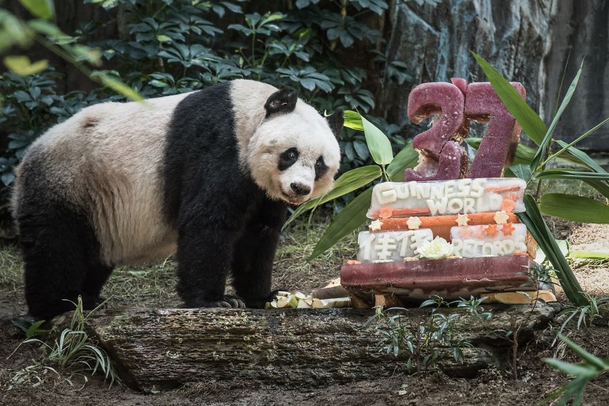 El panda más viejo del mundo cumple 37 años y establece un récord Guinness