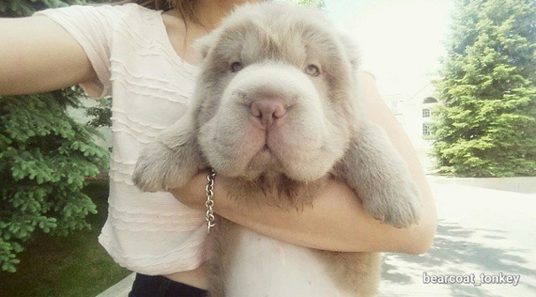 perro-adorable-sharpei-parecido-oso-tonkey (4)