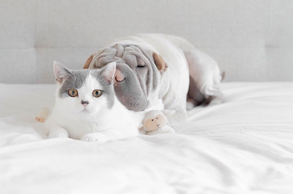 El Shar pei más fotogénico del mundo y su gato son los mejores amigos