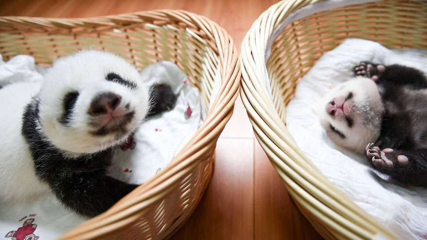 Esta es la 1ª aparición pública de estas crías de panda en un centro de conservación en China
