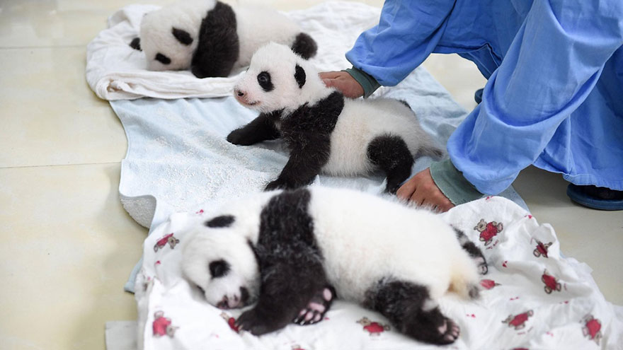 Esta es la 1ª aparición pública de estas crías de panda en un centro de conservación en China